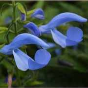 Salvia Beyond Blue